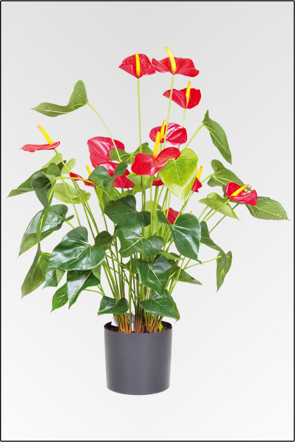 an Wir kuenstlichen - Qualitaet. bei einer Preisen Ihnen eine zu Top kaufen günstig unserem in und Onlineshop Auswahl guenstigen in Pflanzen grosse bieten